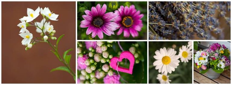 11068796 897613183638471 523730969 n 768x284