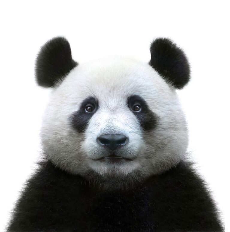 bg panda 2 768x773